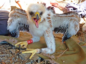 El poll anellat, durant la presa de mesures.