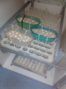 Els ous a la incubadora del Centre de Fauna de Torreferrussa