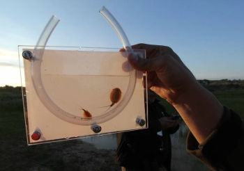 Dos exemplars de triops localitzats en una bassa temporal. Dos exemplars de triops localitzats en una bassa temporal.