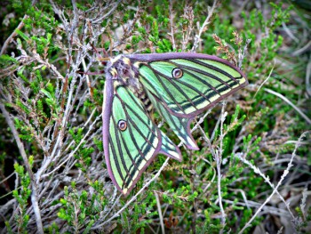 Papallona 'Graellsia isabellae', fotografiada al PNAP. 