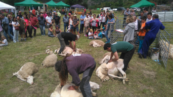 Concurs de xolla de l'ovella, diumenge a la Vall de Cardós. Concurs de xolla de l'ovella, diumenge a la Vall de Cardós.
