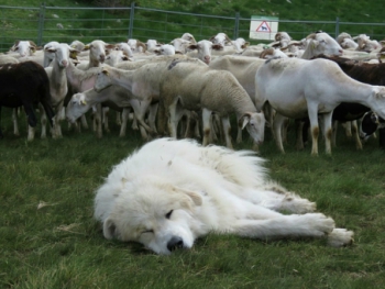 Gos pastor amb el ramat, a Boldís, Lladorre (Pallars Sobirà). Gos pastor amb el ramat, a Boldís, Lladorre (Pallars Sobirà).