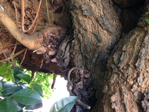 Fotografia de la geneta enverinada