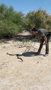 La serp verda en el moment de l'alliberament