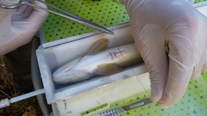 Moment del marcatge d'una de les truites Moment del marcatge d'una de les truites