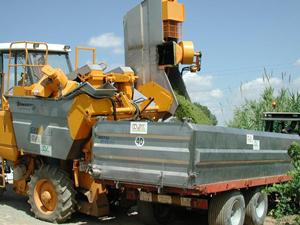 Moment de la verema Moment de la verema