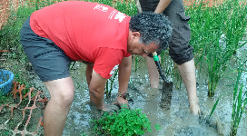 Moment de la plantació