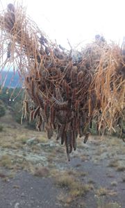 Erugues mortes després dels tractaments aeris Erugues mortes després dels tractaments aeris