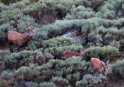 Un cérvol mascle empaitant dues femelles. Un cérvol mascle empaitant dues femelles.