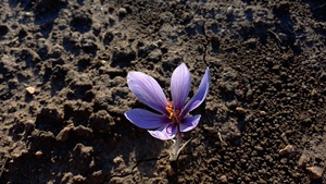 Entre els objectius de l'iniciativa, es busca millorar la producció d'aquesta espècie Entre els objectius de l'iniciativa, es busca millorar la producció d'aquesta espècie