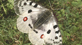 Parnàs. Una de les espècies de papallones més interessants que hi ha a l'ENP Filià. Parnàs. Una de les espècies de papallones més interessants que hi ha a l'ENP Filià.