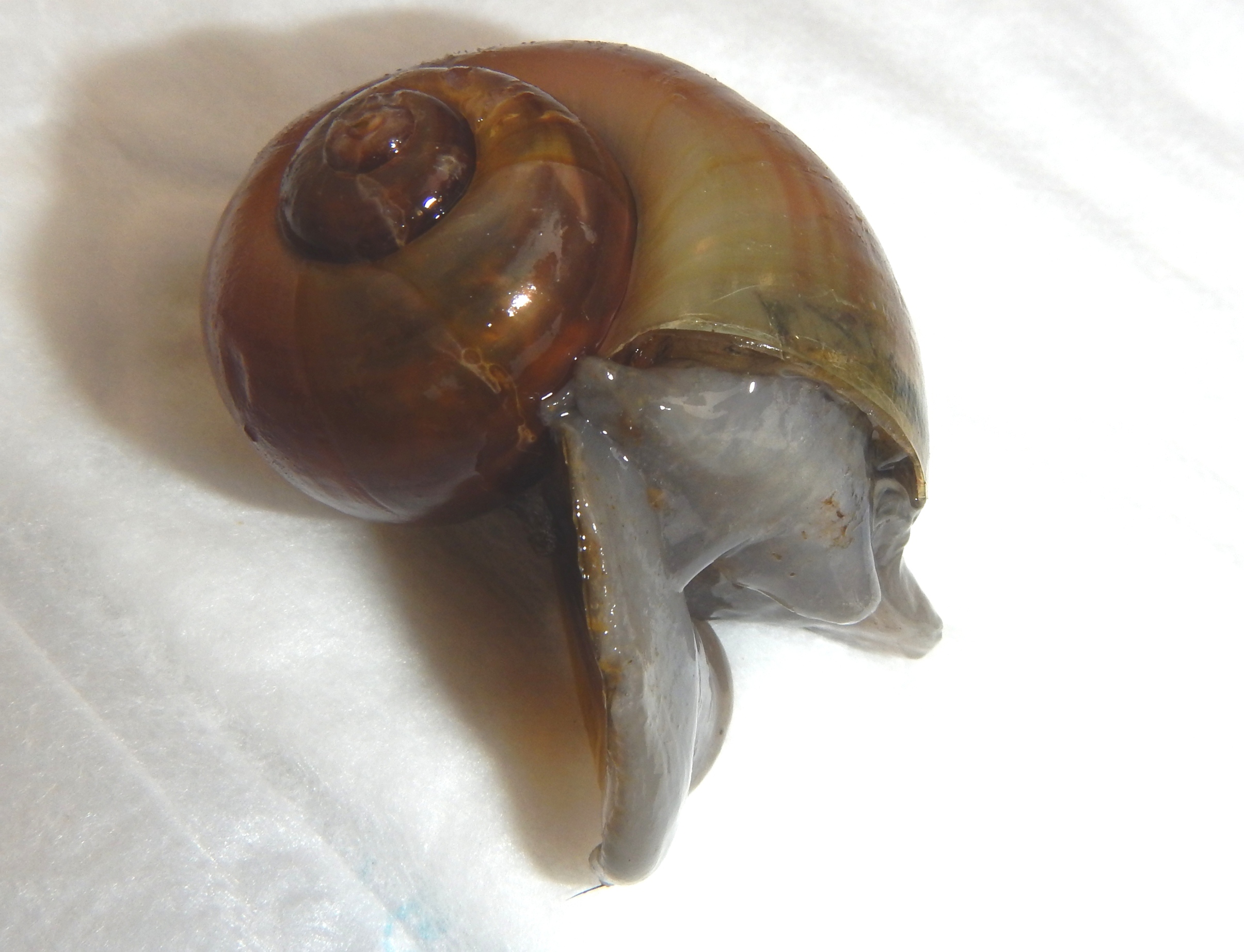 Un dels exemplars de cargol poma intervingut per Agents Rurals 