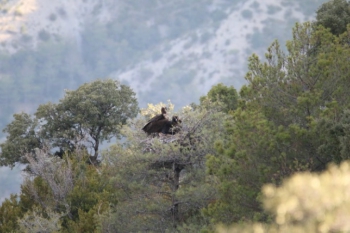 Niu de Pessonada i Oriol, una de les parelles consolidades de voltor negre, que estan tirant endavant el seu segon poll, nascut el 16 d'abril. Foto PRVNC. Niu de Pessonada i Oriol, una de les parelles consolidades de voltor negre, que estan tirant endavant el seu segon poll, nascut el 16 d'abril. Foto PRVNC.