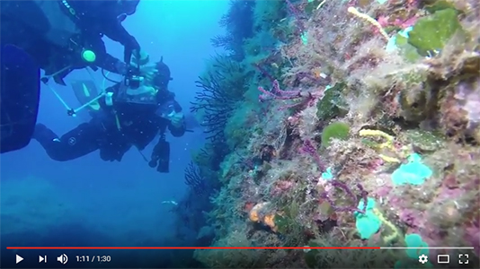 Trasplantament de gorgònies Trasplantament de gorgònies