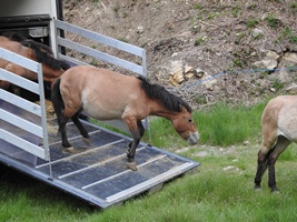 Imatge dels cavalls baixant del camió. Autor: Projecte Pzrewalski Miranda-Boumort