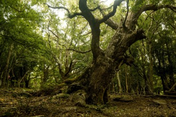 Roure centenari. Roure centenari.