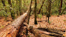 Imatge de Richard Martin. Bosc de fusta morta.