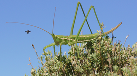 Imatge Marc Aixarch.