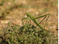 Imatge Marc Aixarch.