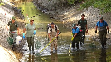 Moment del rescat de peixos al canal de Sossís al Pallars Jussà