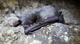 Ratpenat de peus grans