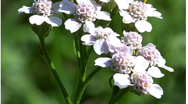 Achillea roseoalba 