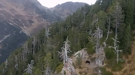 Conselh Generau d'Aran/Agents Rurals 