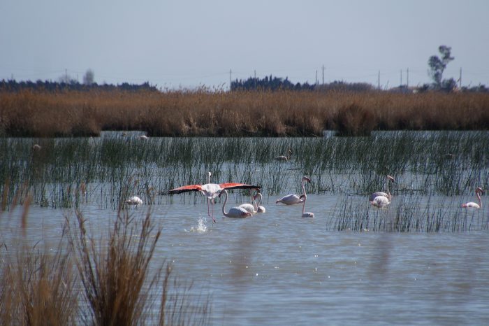 Llacuna de l'Encanyisssada.