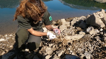 Una Agent Rural fent seguiment de les esponges descobertes