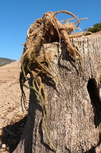 Detall d'una de les esponges