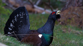 Autor: Toni Batet - Parc Natural de l'Alt Pirineu Autor: Toni Batet - Parc Natural de l'Alt Pirineu