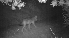 Imatge de fototrampeig captada el desembre.