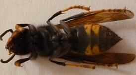 Vespa velutina