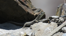 Sargantana aranesa. Arxiu PNAP.