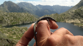 Sargantana pallaresa. Arxiu PNAP.