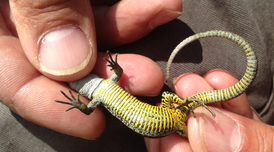 Sargantana pallaresa. Arxiu PNAP.