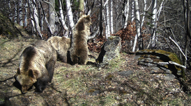 Femella amb dos cadells. Imatge de fototrampeig de l'abril de 2017. Femella amb dos cadells. Imatge de fototrampeig de l'abril de 2017.