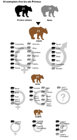 Infografia sobre els ossos dels Pirineus 2017. Infografia sobre els ossos dels Pirineus 2017.