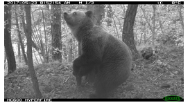 Imatge de fototrampeig del maig de 2017. Imatge de fototrampeig del maig de 2017.