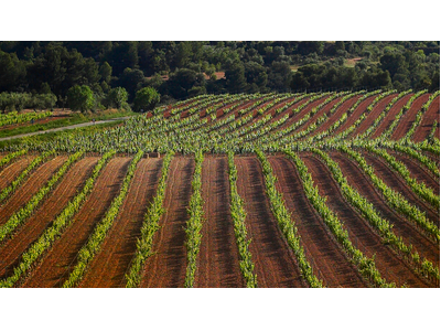 Imatge de les Vinyes