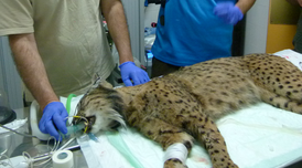 Linx a Torreferrussa