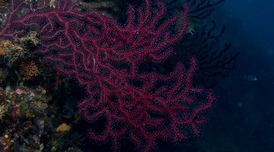 Gorgònia vermella
