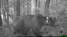 L'os Goiat, en una imatge de fototrampeig. L'os Goiat, en una imatge de fototrampeig.