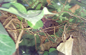 vespa asiàtica
vespa asiàtica