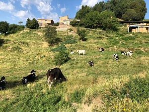Les vaques de Mas el Lladré a les Llosses