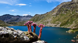 Parc Natural Comunal de la Vall de Sorteny (Andorra). Parc Natural Comunal de la Vall de Sorteny (Andorra).