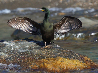 Corb marí emplomallat adult aturat a la Llumanera, Cap Norfeu.