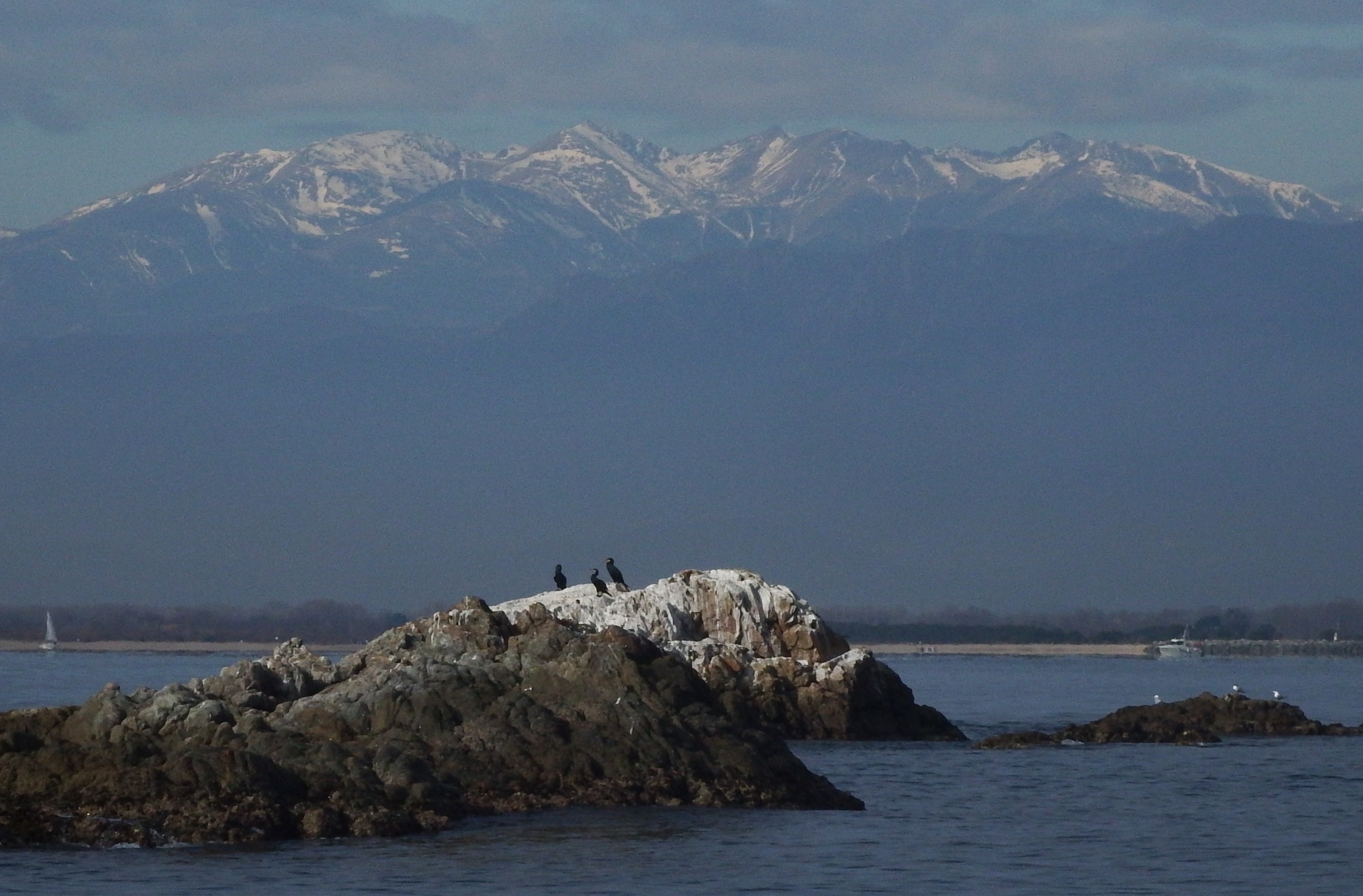 Grup de corbs marins grossos i xatracs a l'ajocador dels Brancs, Roses.