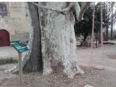 Plàtans del Mas de Cavaller I i II