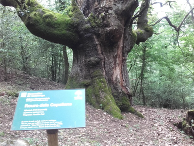 Roure dels Capellans.